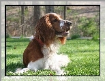 leżący, Springer spaniel walijski